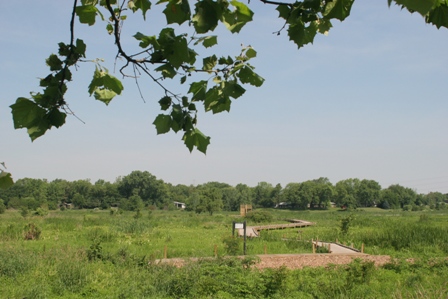 Central Park Wetlands Boardwalk Detail 002-1.jpg