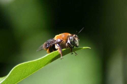 a-bee-on-break-reduced