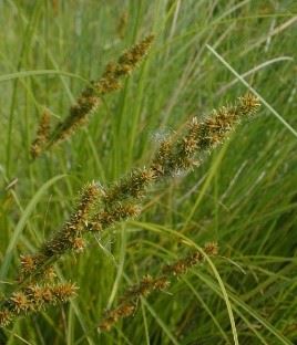 Brown Fox Sedge_2