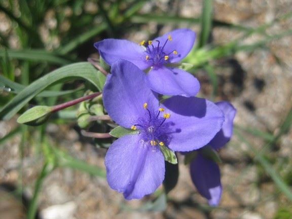Ohio Spiderwort