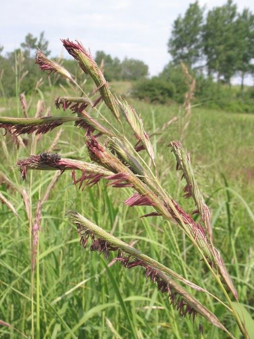 Prairie Cordgrass