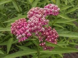 Swamp Milkweed