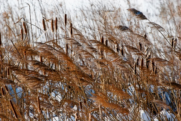 INDIAN GRASS WINTER