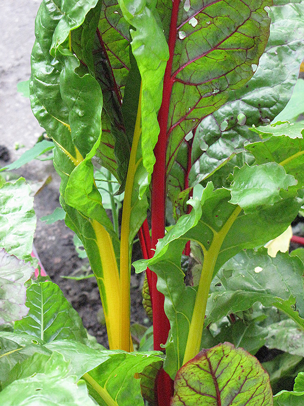 bright lights swiss chard