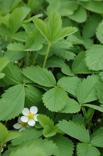 wild strawberry