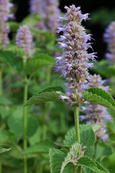 anise hyssop